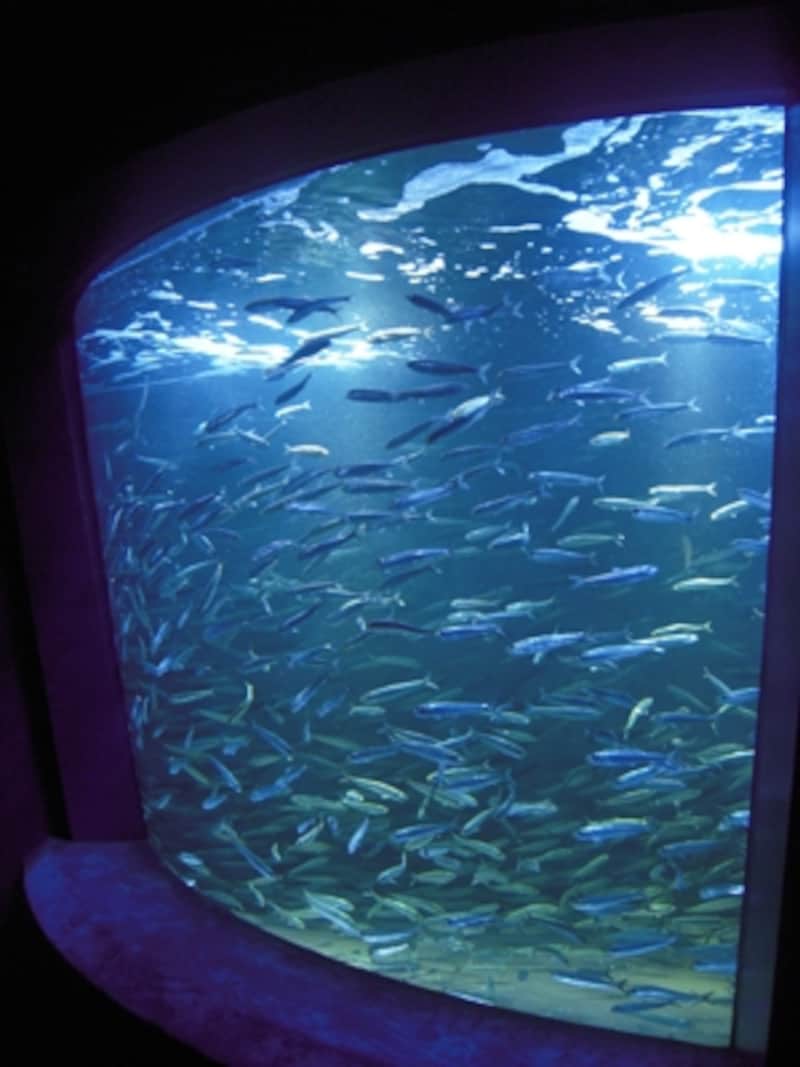 サンシャイン水族館