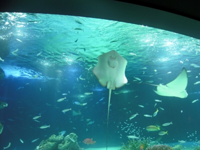 サンシャイン水族館