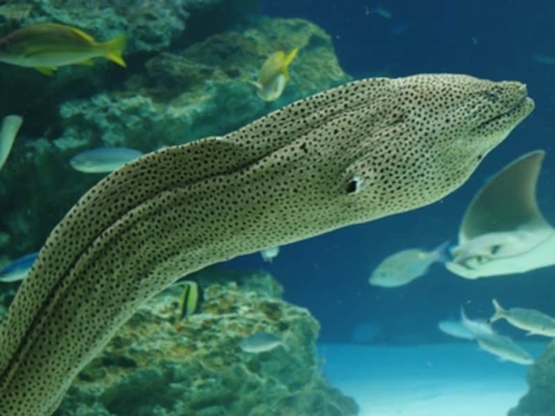 サンシャイン水族館