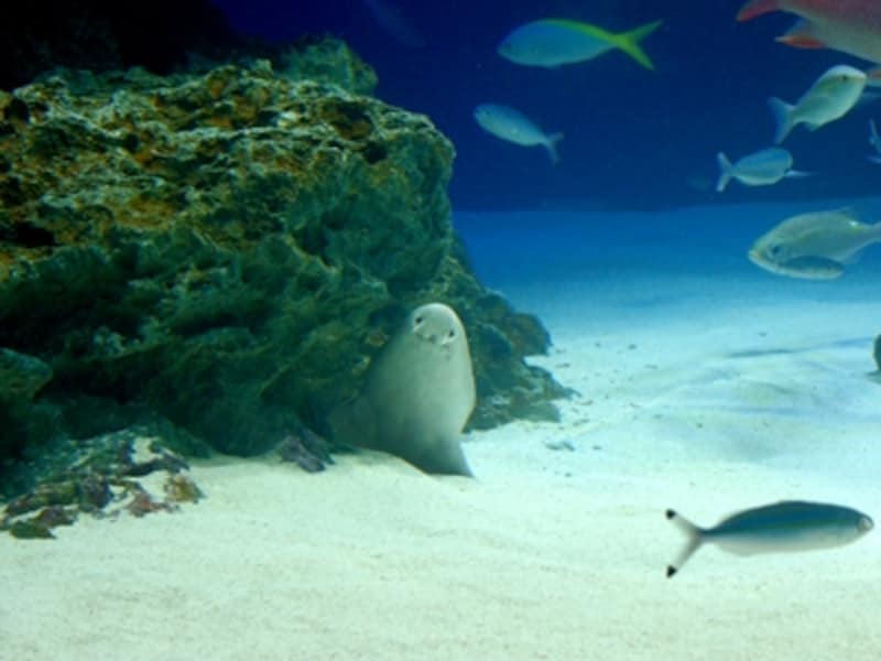 サンシャイン水族館