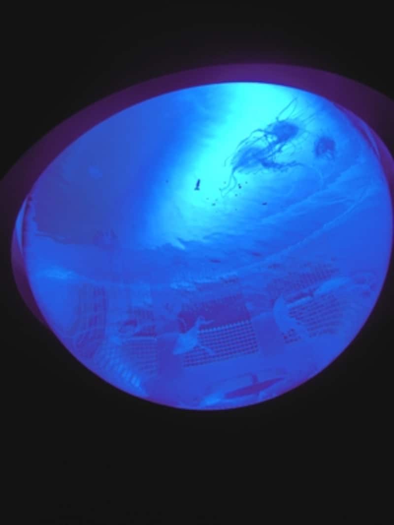 サンシャイン水族館