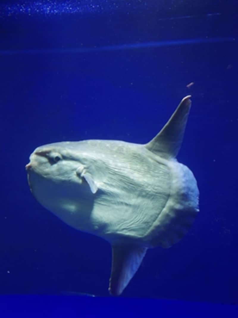 サンシャイン水族館