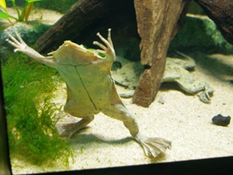 サンシャイン水族館