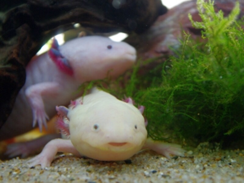 サンシャイン水族館