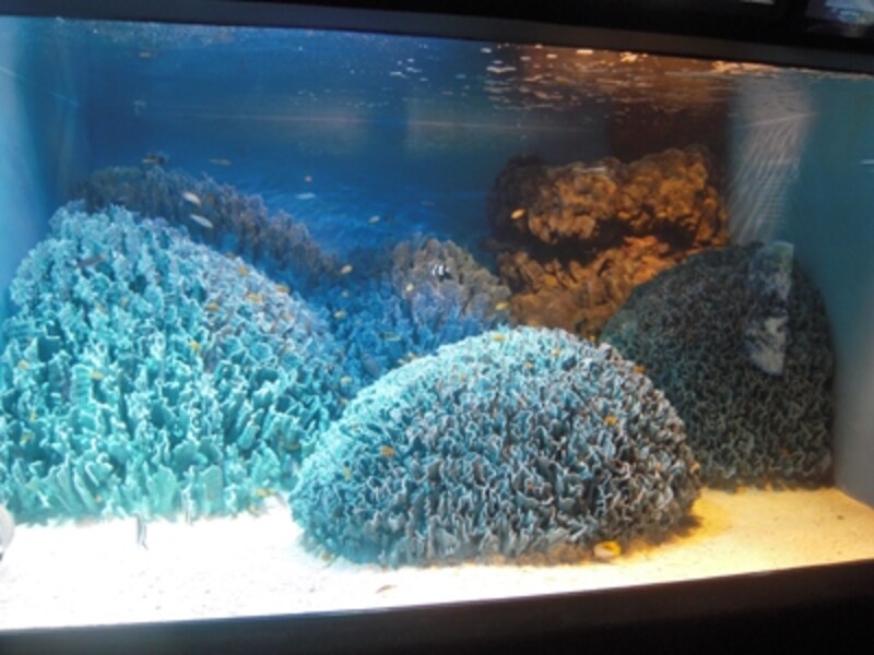 サンシャイン水族館