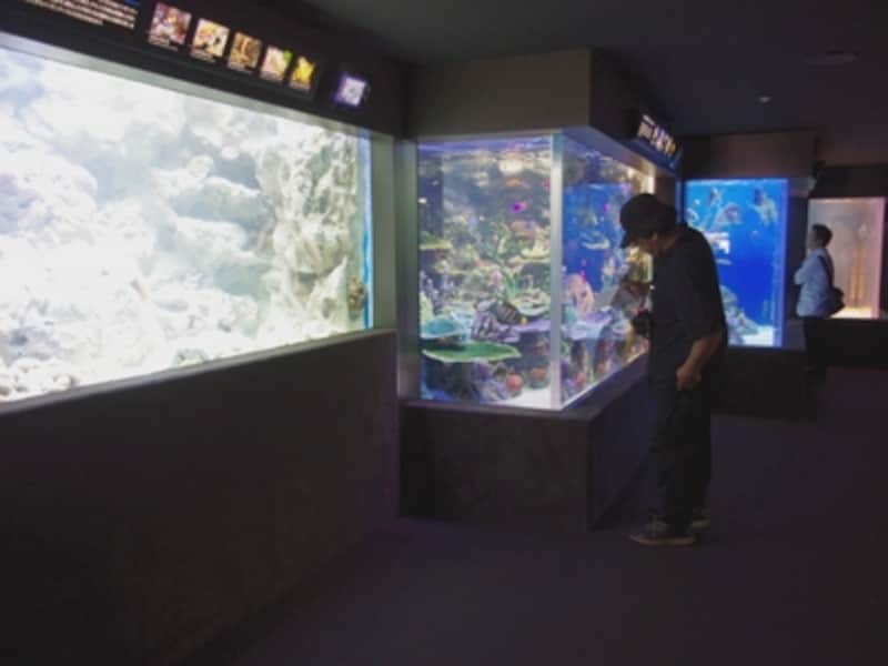 サンシャイン水族館