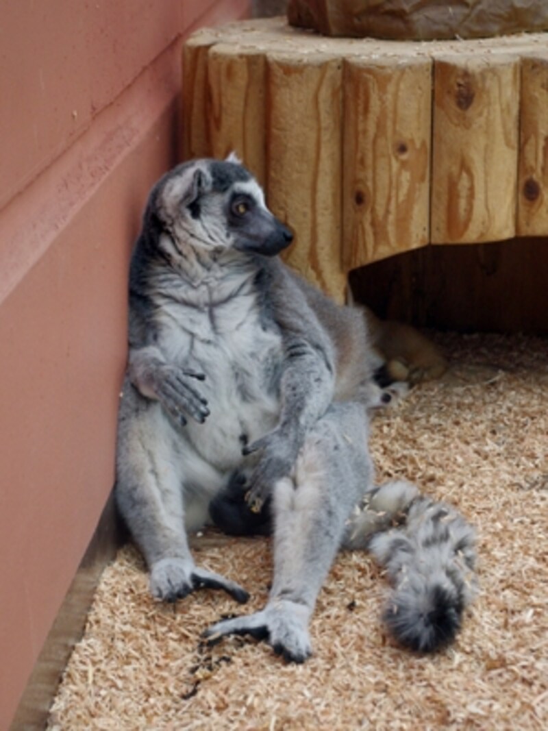 サンシャイン水族館