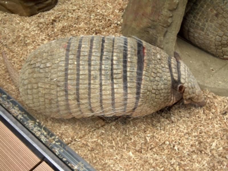 サンシャイン水族館