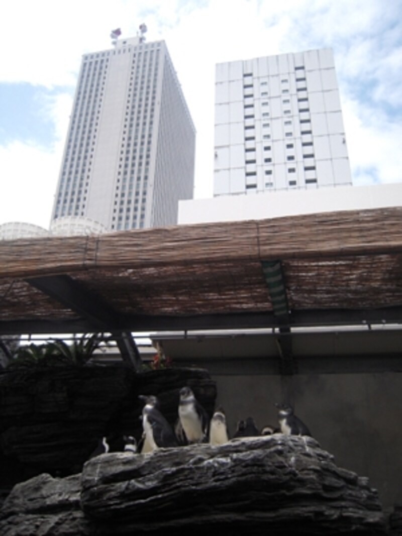 サンシャイン水族館