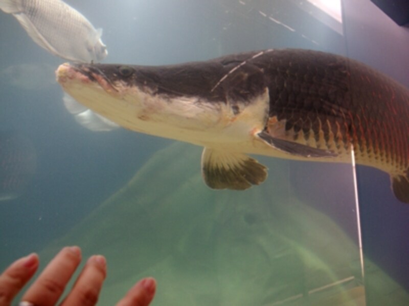 サンシャイン水族館