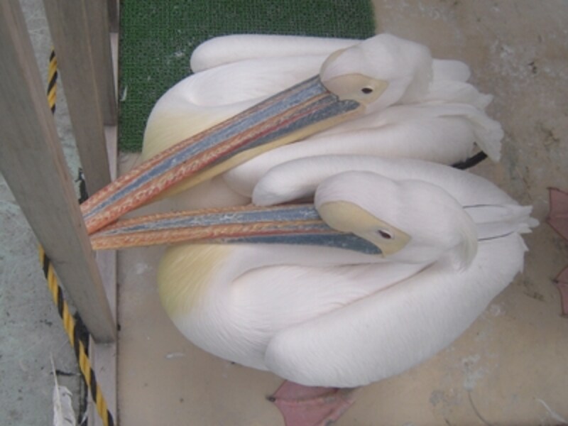 サンシャイン水族館