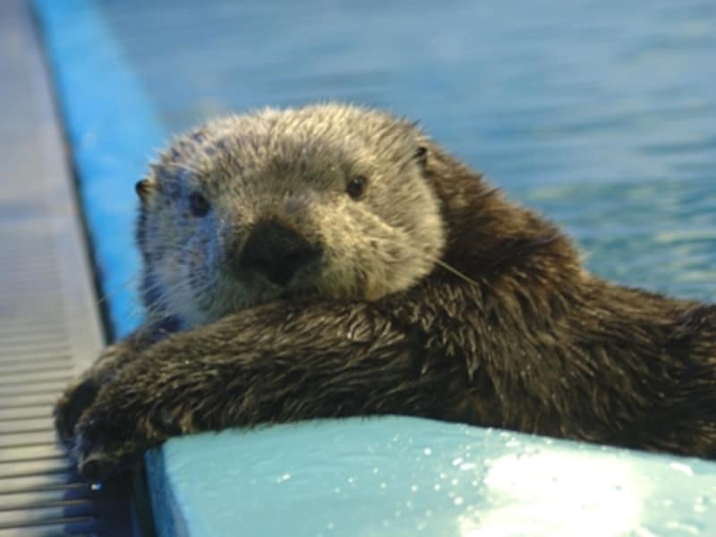 サンシャイン水族館