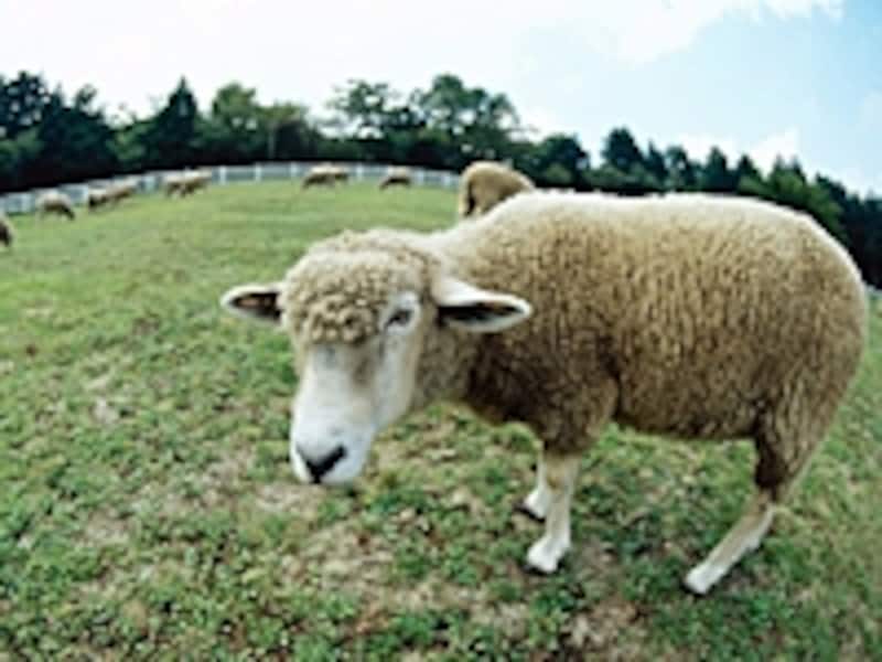 コルクは延びたら採る、採ったら再生を待つ羊の毛刈りと似ている