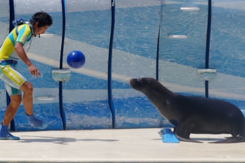 新江ノ島水族館