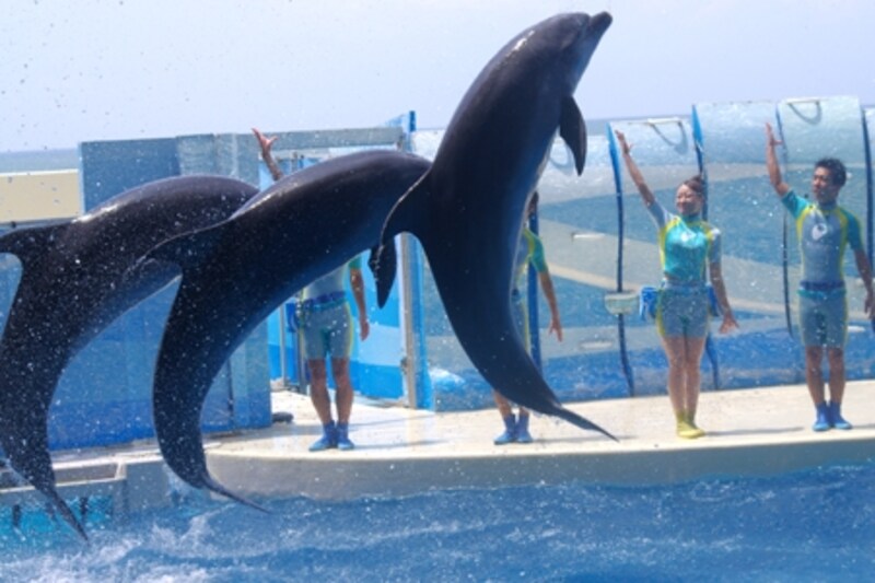 新江ノ島水族館