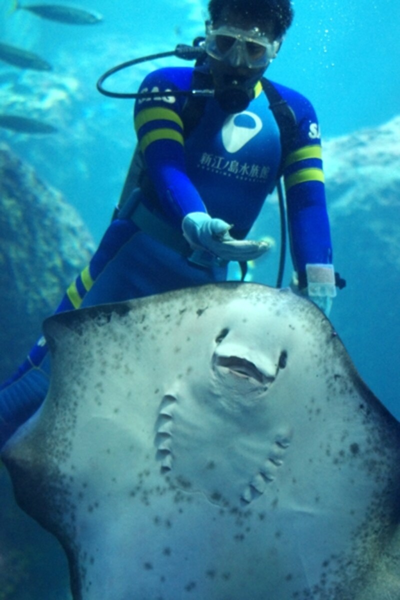 新江ノ島水族館