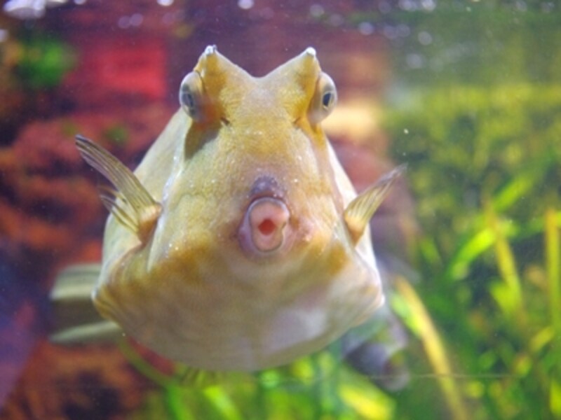 新江ノ島水族館