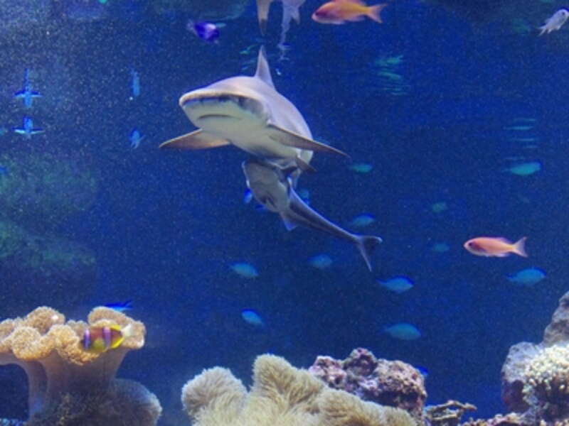 新江ノ島水族館