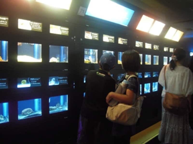 新江ノ島水族館