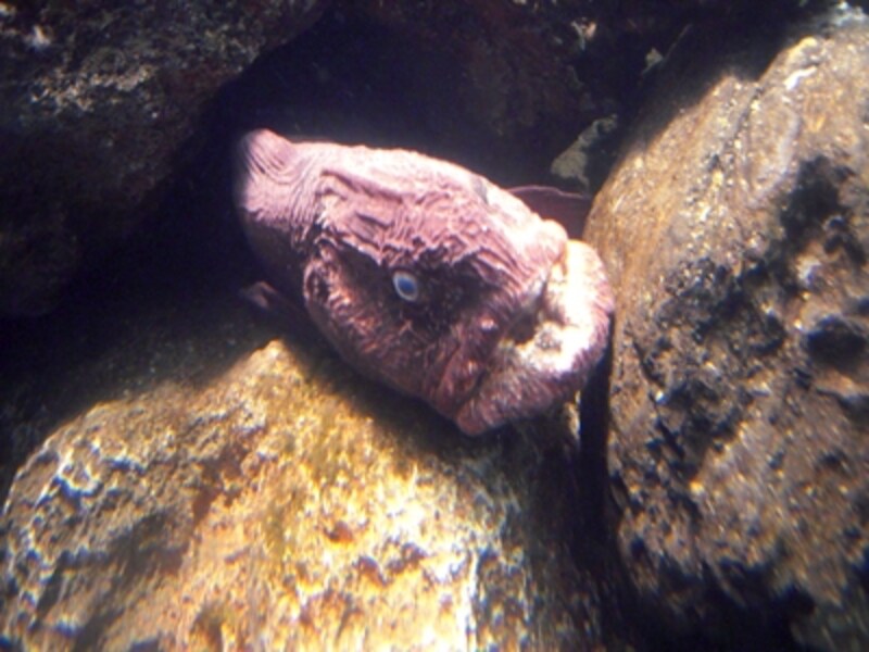 新江ノ島水族館