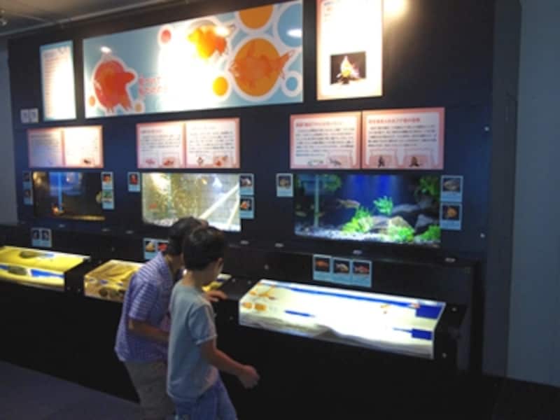 新江ノ島水族館