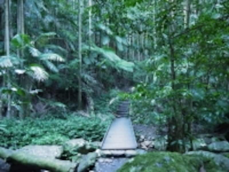 マウント・ウォーニング