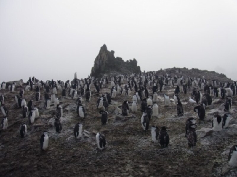何万羽ものペンギンの群れは圧巻undefined写真提供：岡部能直