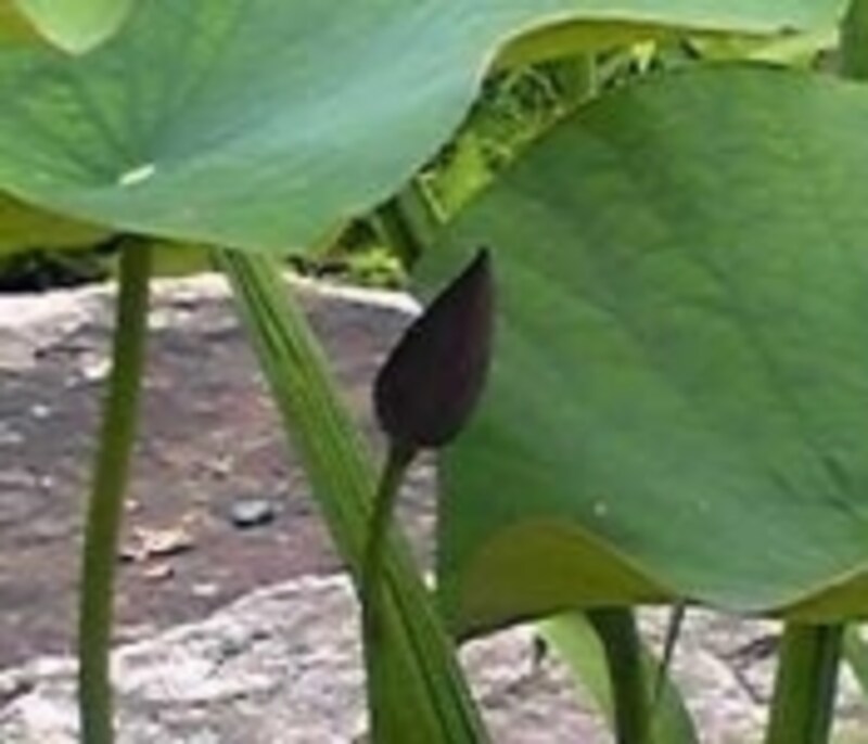 蓮