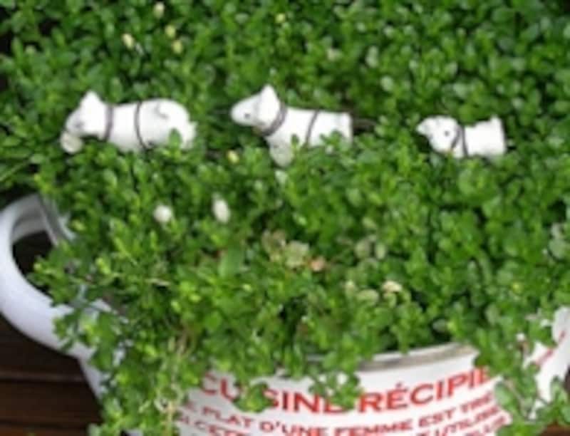 小さなガーデニングアクセサリー