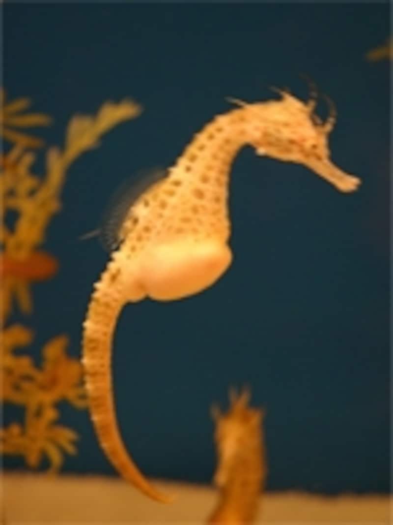 タツノオトシゴ