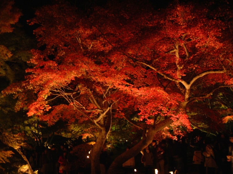 宝厳院・獅子吼の庭の紅葉ライトアップ