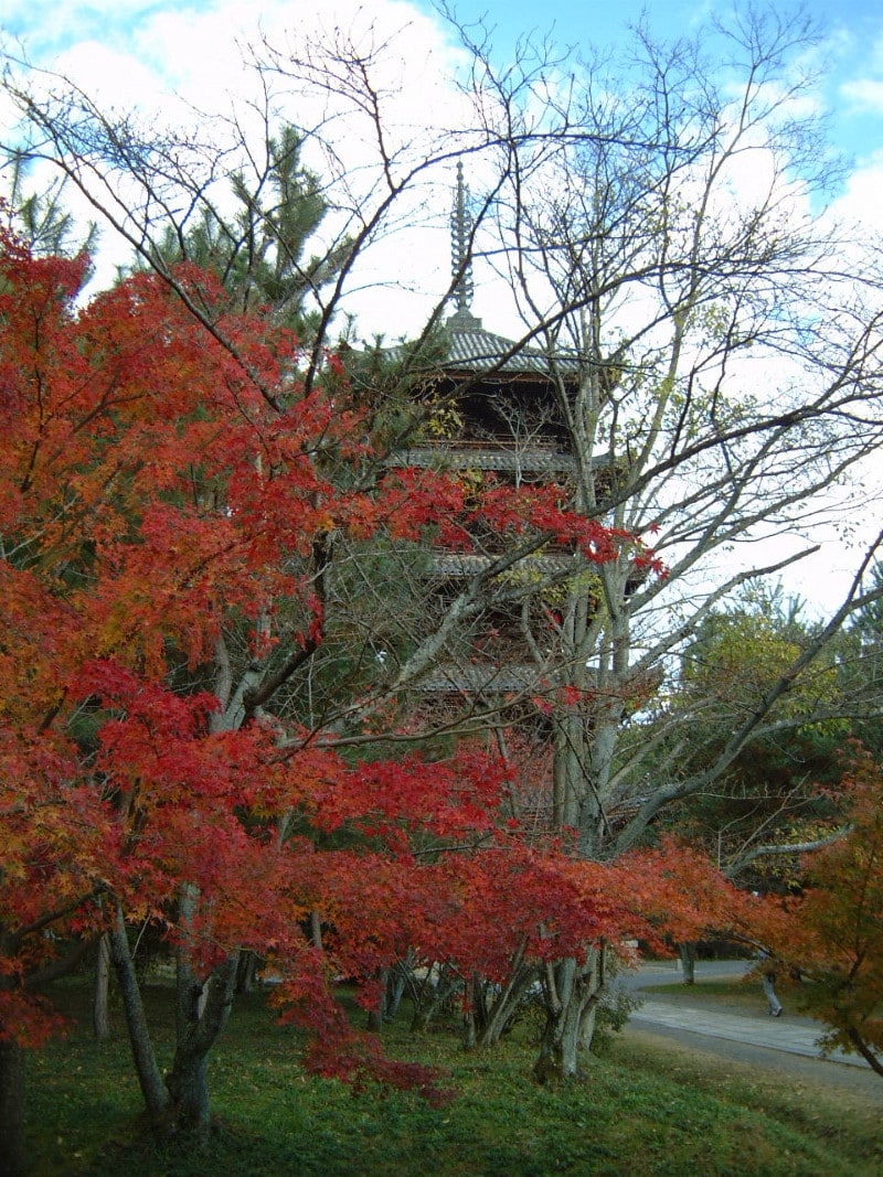 御室仁和寺の紅葉