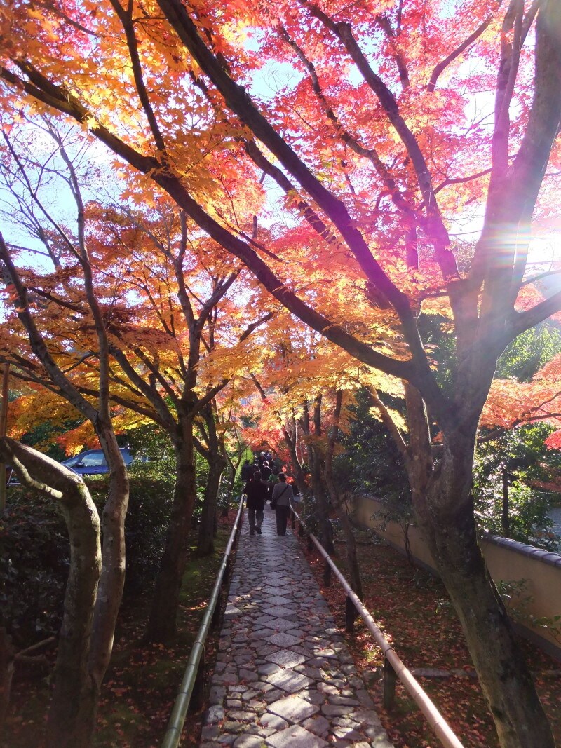 鷹峯・光悦寺の紅葉のトンネル