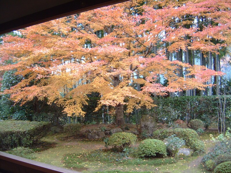 大原・宝泉院の紅葉