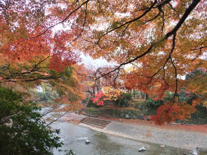 八瀬比叡山口駅の近く、高野川を彩る紅葉