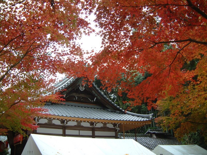 赤山禅院の紅葉