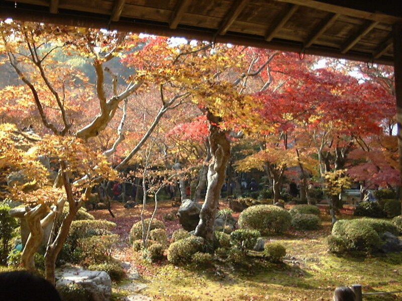 圓光寺の紅葉・黄葉