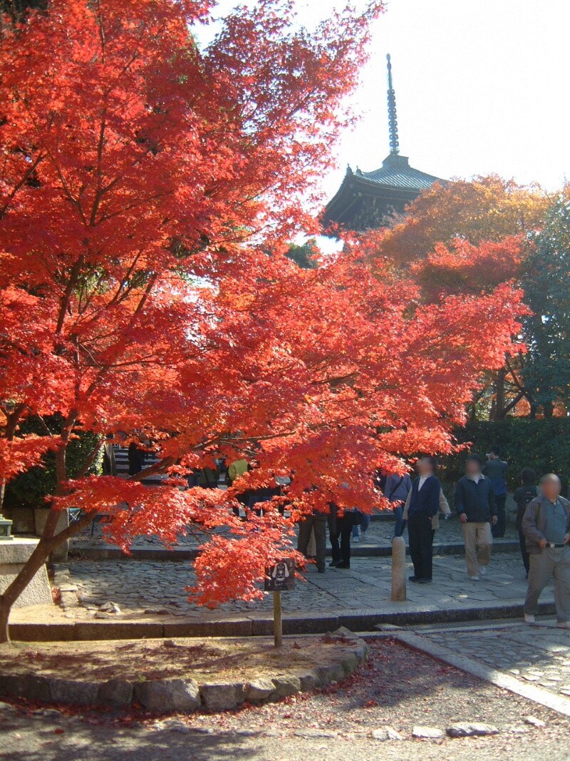 真如堂の紅葉