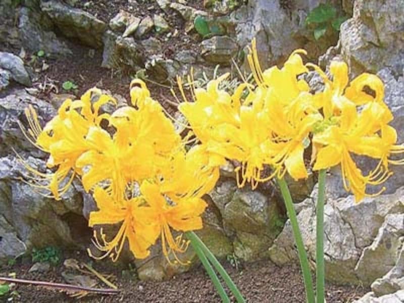 ショウキズイせん