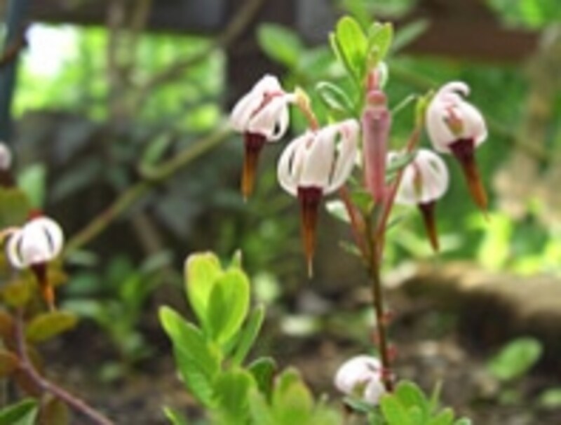 クランベリーの花