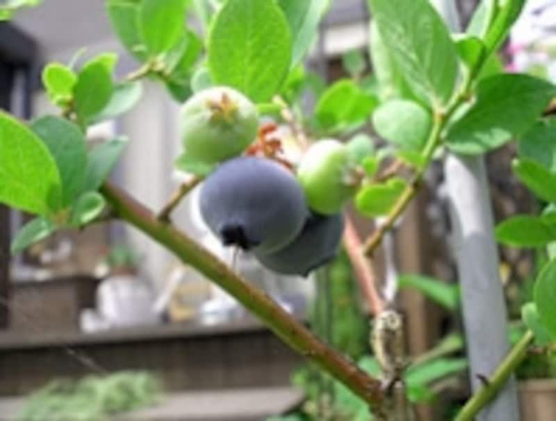 ハイブッシュ系ブルーベリー