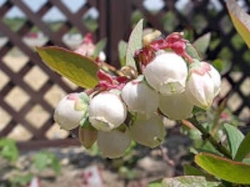 ブルーベリーの花
