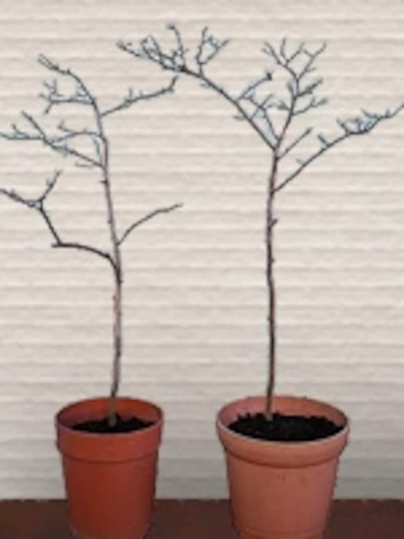ブルーベリー苗木