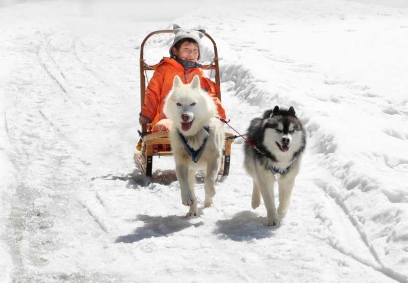 ポタスノーランドでは犬ぞり体験も!