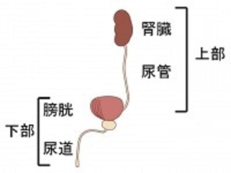 腎臓から尿道まで尿路の図です