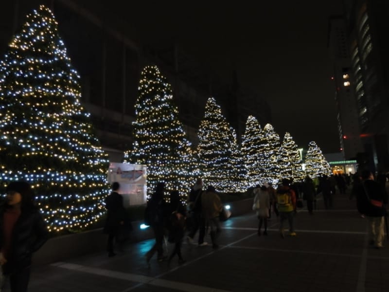 派手さはないけれど、幻想的なイルミネーションガーデンが広がる