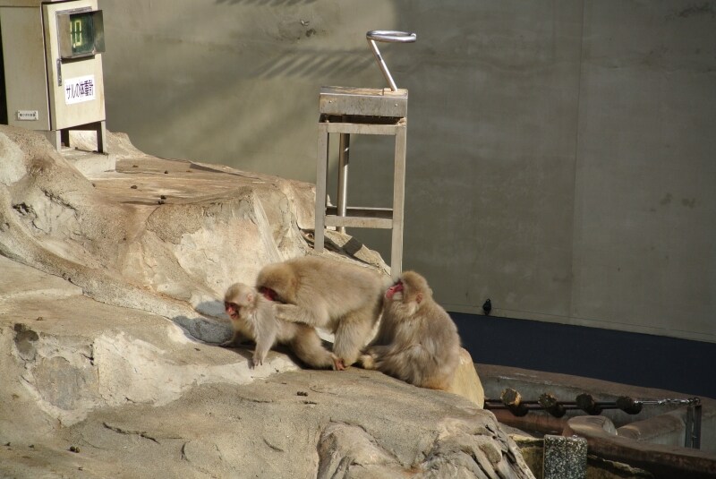 ニコン　Nikon 1 V1　実写画像