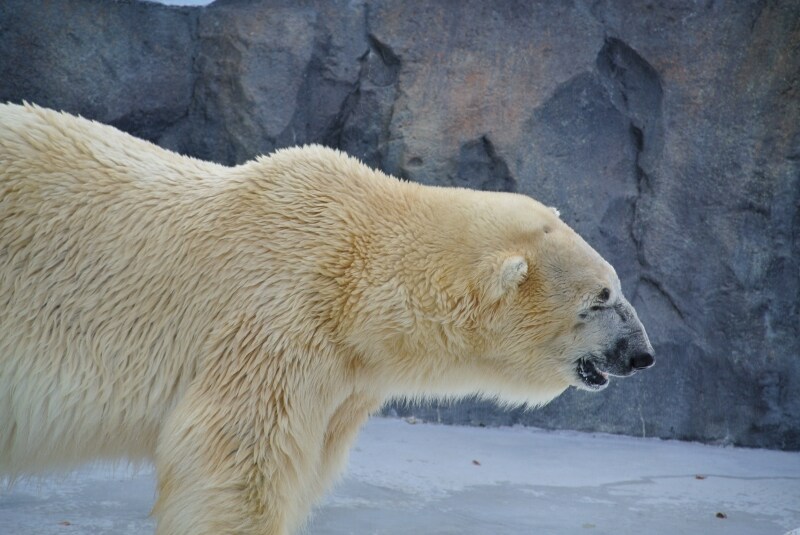 ニコン　Nikon 1 V1　実写画像