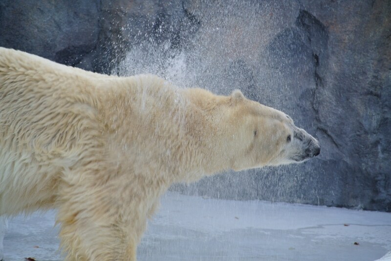 ニコン　Nikon 1 V1　実写画像