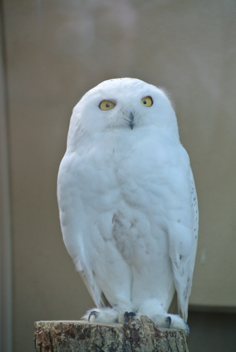 ニコン　Nikon 1 V1　実写画像